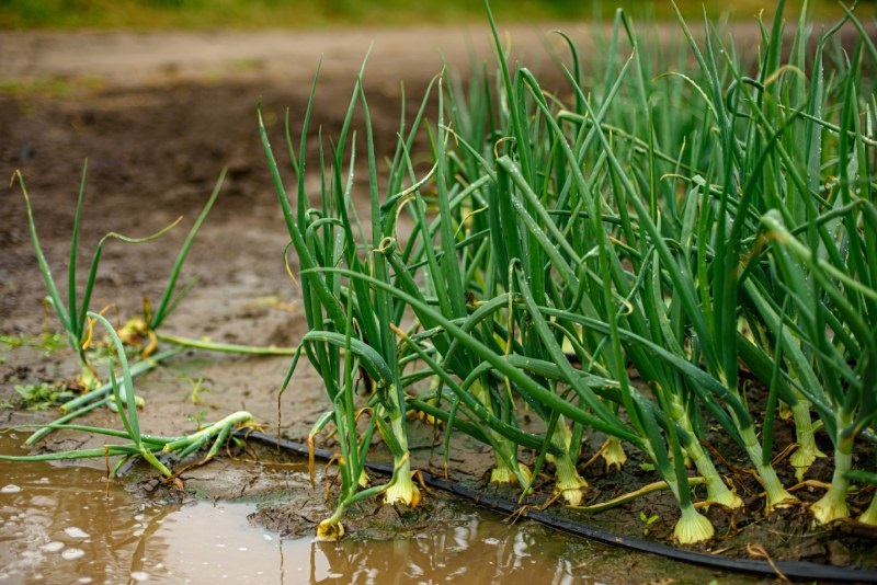 Слишком увлажненная почва