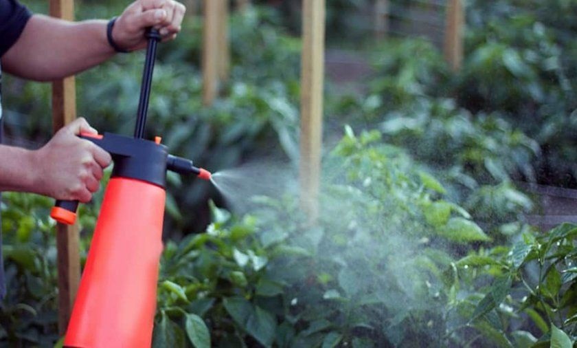 Защита перца от вредителей и болезней