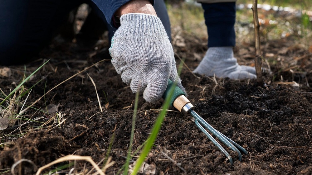 В первую очередь участок очищают от остатков растений, сорняков и старой мульчи.