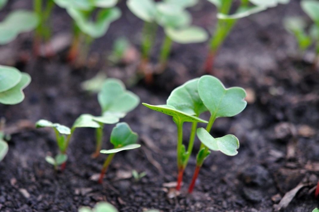 Редис – это настоящий спринтер среди овощей.