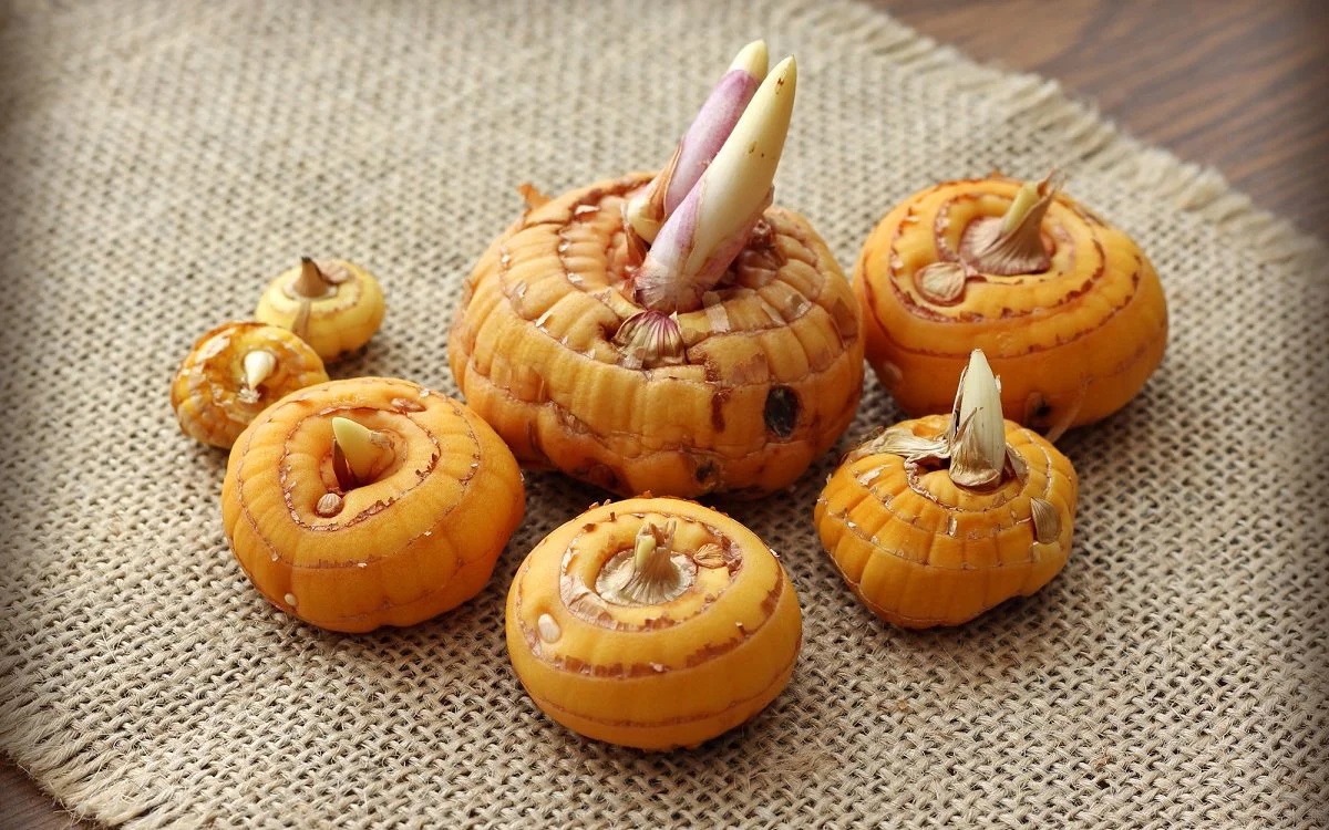 Перед посадкой необходимо обязательно очищать луковицы гладиолусов от чешуек.