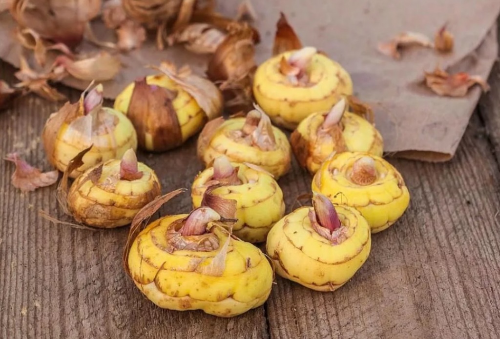 Весна – время посадки луковиц гладиолусов.