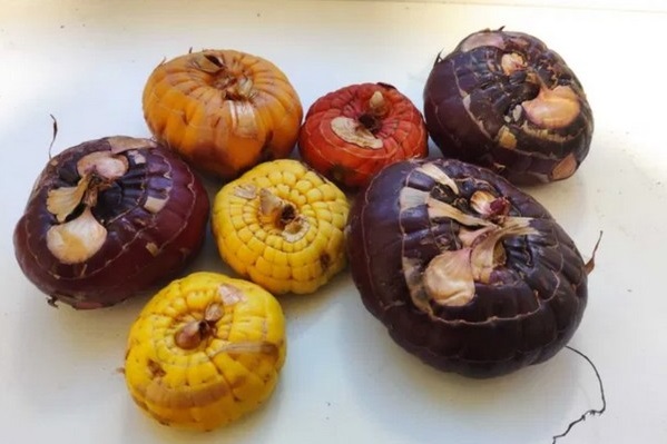 Перед посадкой луковиц гладиолуса на клумбу важно обработать их от грибковых инфекций и трипсов, которые являются главными врагами гладиолусов.