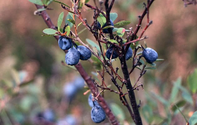 Обработку от вредителей и возбудителей заболеваний следует проводить в ноябре. Обработку от вредителей и возбудителей заболеваний следует проводить в ноябре.