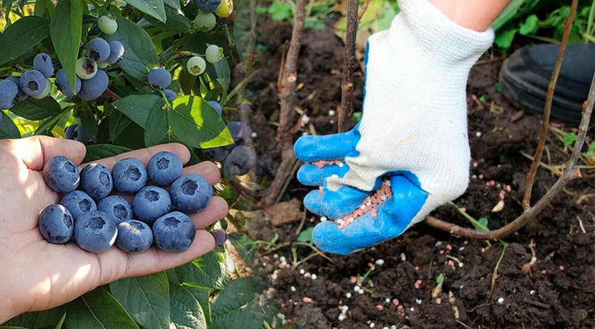 Лучшее время для подкормки голубики перед зимой – сразу после сбора урожая. Лучшее время для подкормки голубики перед зимой – сразу после сбора урожая.