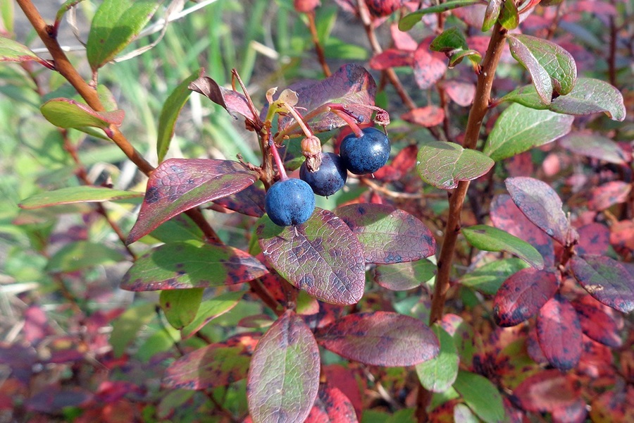 В осеннее время голубика нуждается в поливе. В осеннее время голубика нуждается в поливе.