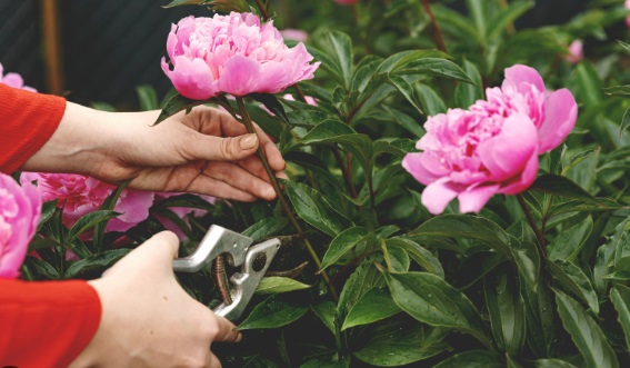 Обрезку кустов пионов рекомендуется проводить поздней осенью.