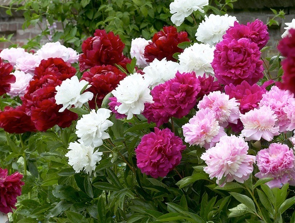 Пионы – не только очень красивые, но и популярные цветы.