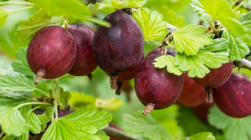 Урожай крыжовника