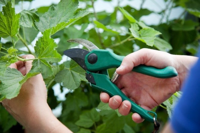 Обрезка смородины весной Обрезка смородины весной