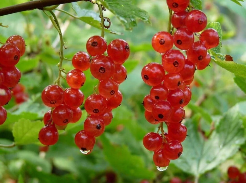 Выращивание красной смородины Выращивание красной смородины