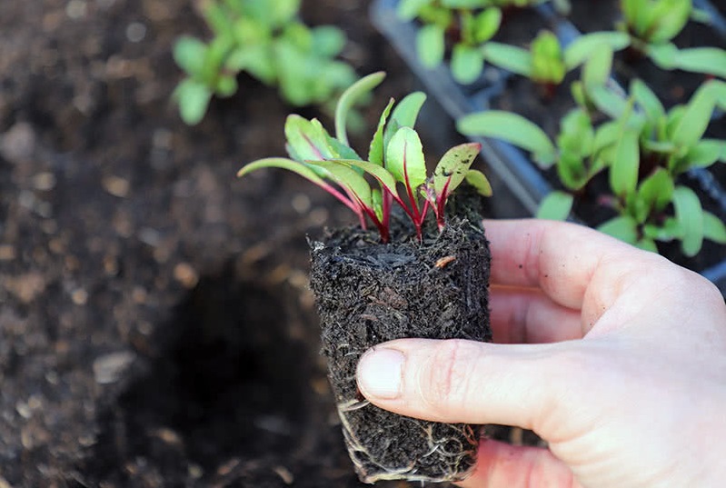 Главное условие успеха подзимнего посева – семена не должны проснуться осенью. Главное условие успеха подзимнего посева – семена не должны проснуться осенью.