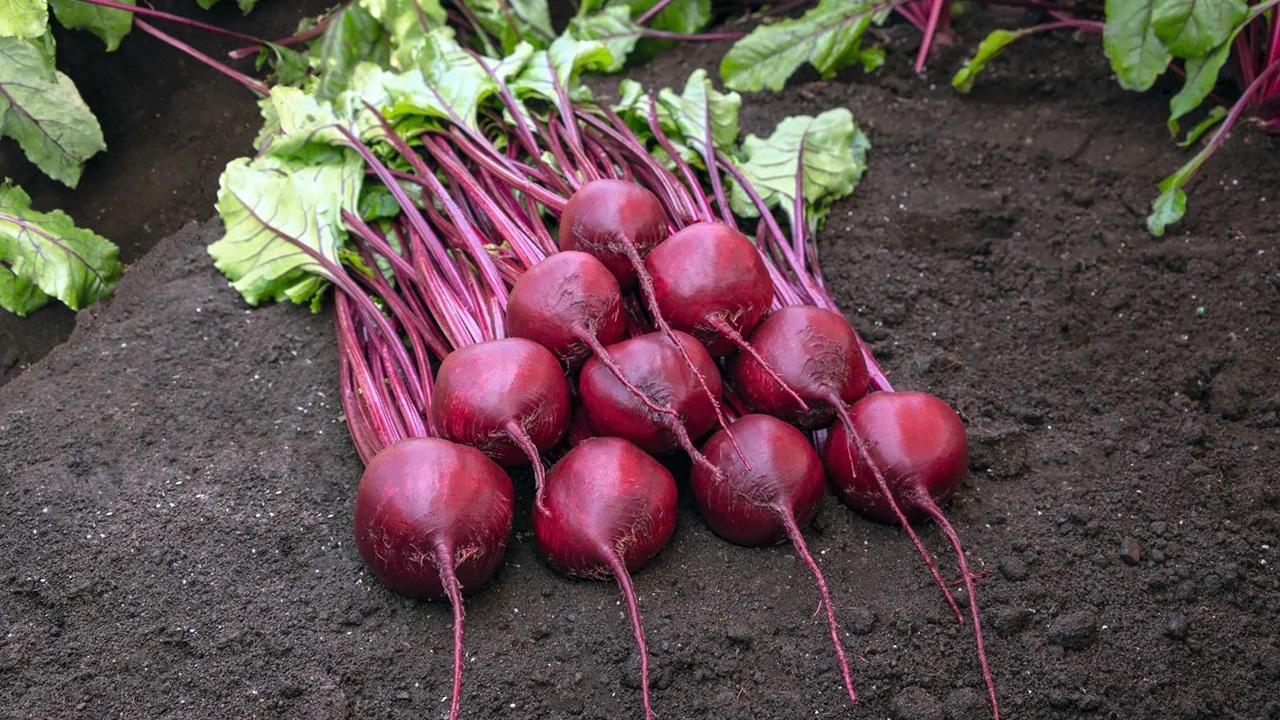 Какие сорта лучше высевать под зиму? Какие сорта лучше высевать под зиму?