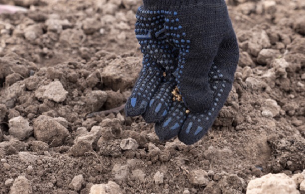 Когда температура опускается до низких показателей, а земля остыла, можно переходить к посеву. Когда температура опускается до низких показателей, а земля остыла, можно переходить к посеву.