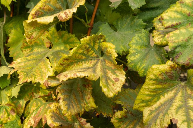 Защита лозы от различных болезней Защита лозы от различных болезней