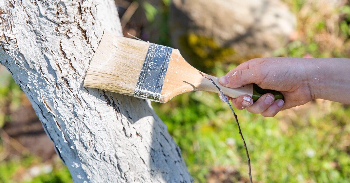 Побелка деревьев – это распространенная процедура в нашей стране.