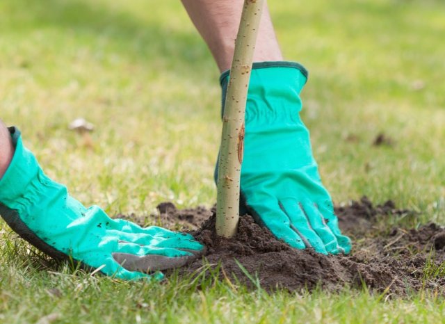 Глубокая посадка вредит молодому саженцу