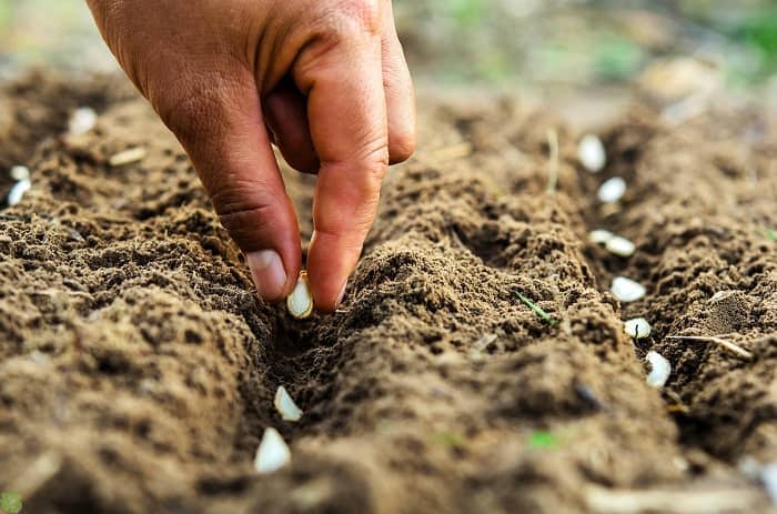 Какие плюсы подзимнего посева?