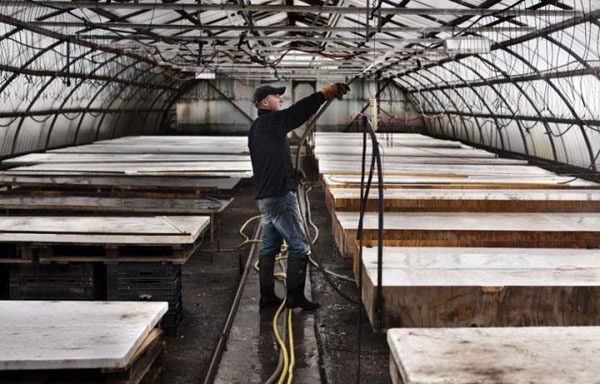 Дефінфікуюча обробка каркасу полікарбонатної теплиці