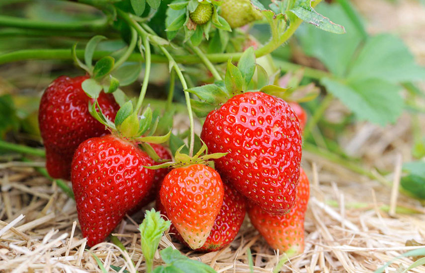 Мульчирование клубники соломой