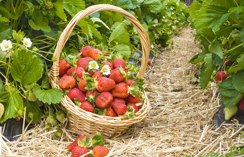Мульчирование клубники, Мульчирование клубники. Как правильно выполнить и подходящие материалы