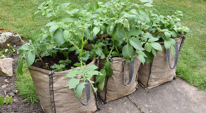 Какие пакеты лучше использовать для посадки томатов Какие пакеты лучше использовать для посадки томатов