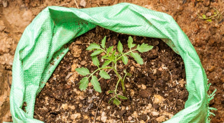 Главные рекомендации для правильной посадки томатов Главные рекомендации для правильной посадки томатов