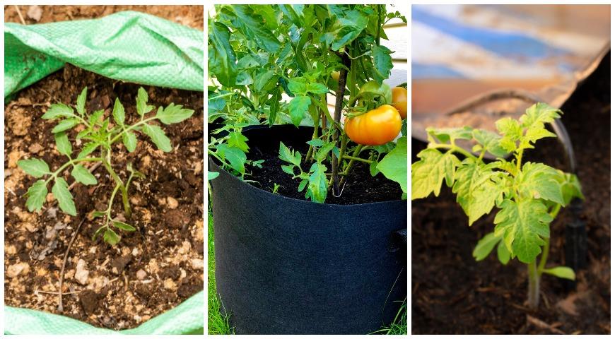 Выращивание рассады томатов в мешках и пакетах Выращивание рассады томатов в мешках и пакетах