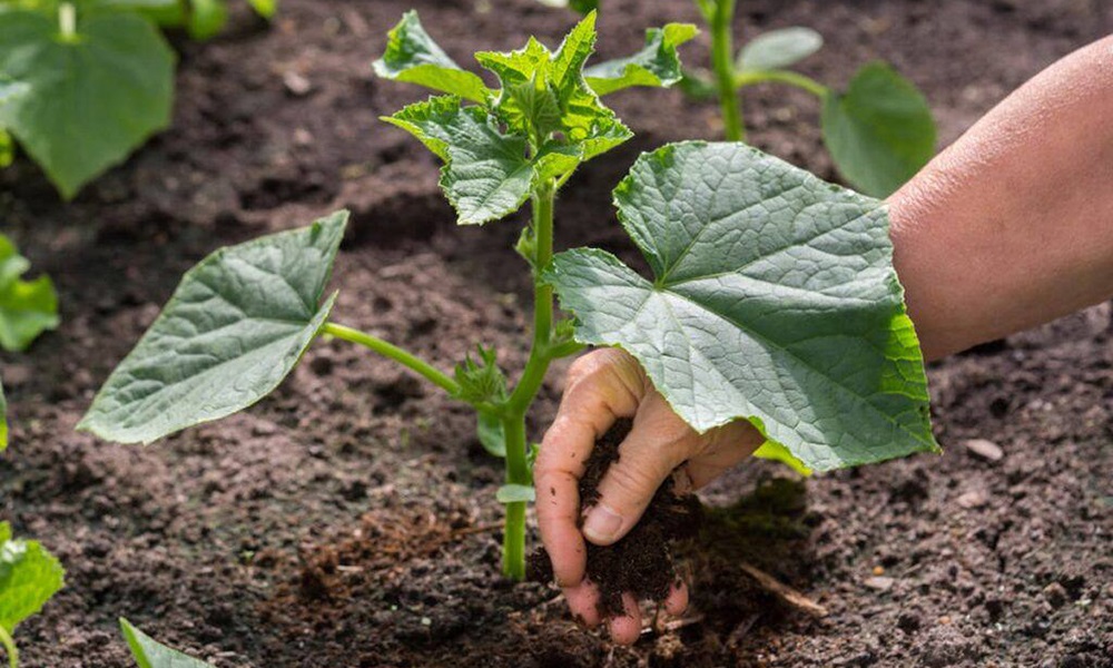 Выращивание огурцов в теплице