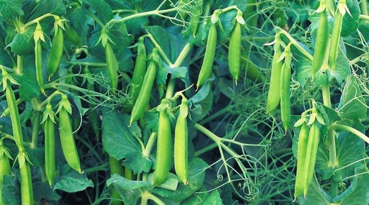 Горох. Выбирайте самый сладкий.