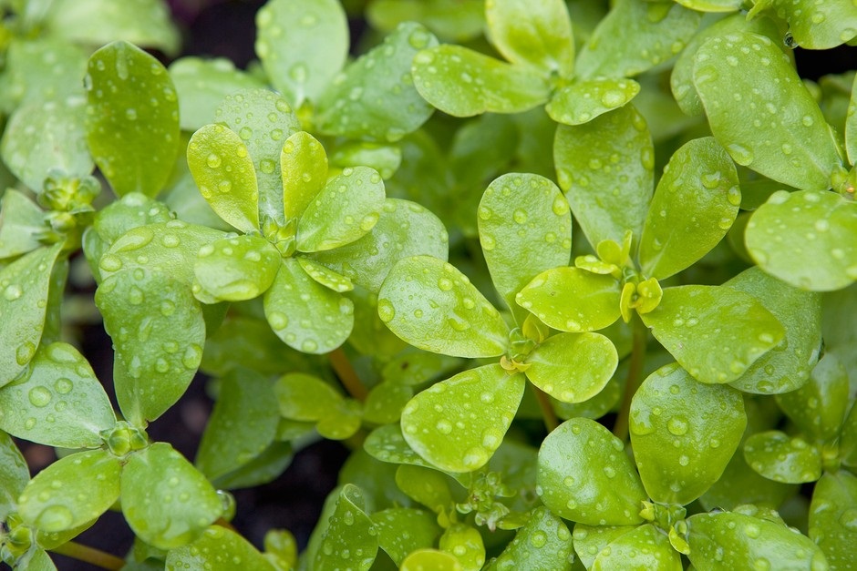 Портулак — це сукулентна рослина, розповсюджена по всьому світу і відома своїми їстівним листям і стеблами.