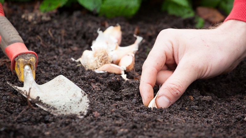 Процедура осенней посадки чеснока Процедура осенней посадки чеснока