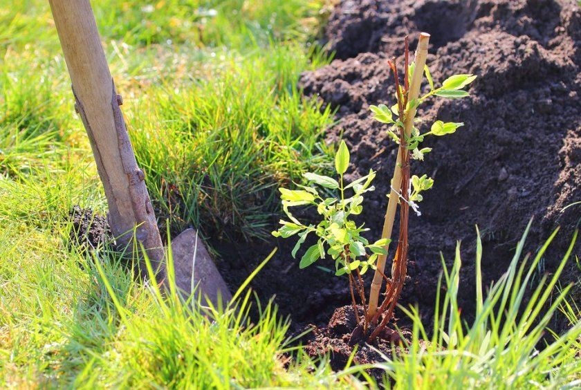 Посадка декоративной жимолости Посадка декоративной жимолости