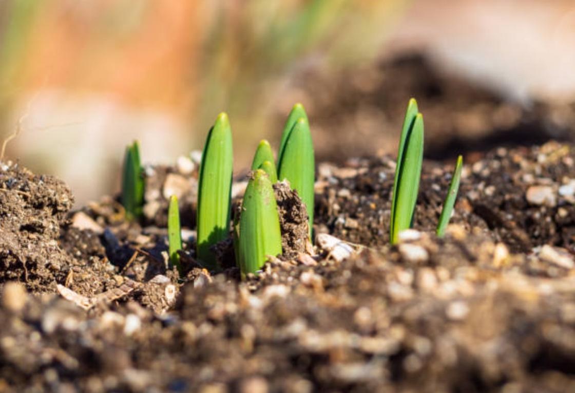 Чтобы крокусы радовали своим цветением, им нужен правильный уход. Чтобы крокусы радовали своим цветением, им нужен правильный уход.