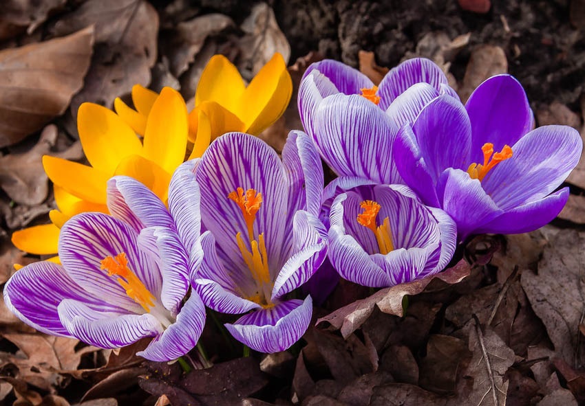 Крокусы – волшебные цветы, которые одними из первых расцветают весной. Крокусы – волшебные цветы, которые одними из первых расцветают весной.