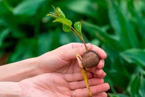 Различные способы выращивания грецкого ореха