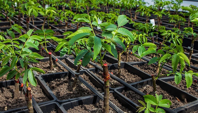 Сегодня популярностью пользуется несколько технологий выращивания грецкого ореха.