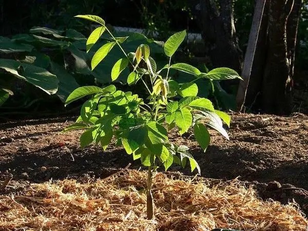 Греческий орех хорошо растет в условиях высокой влажности.