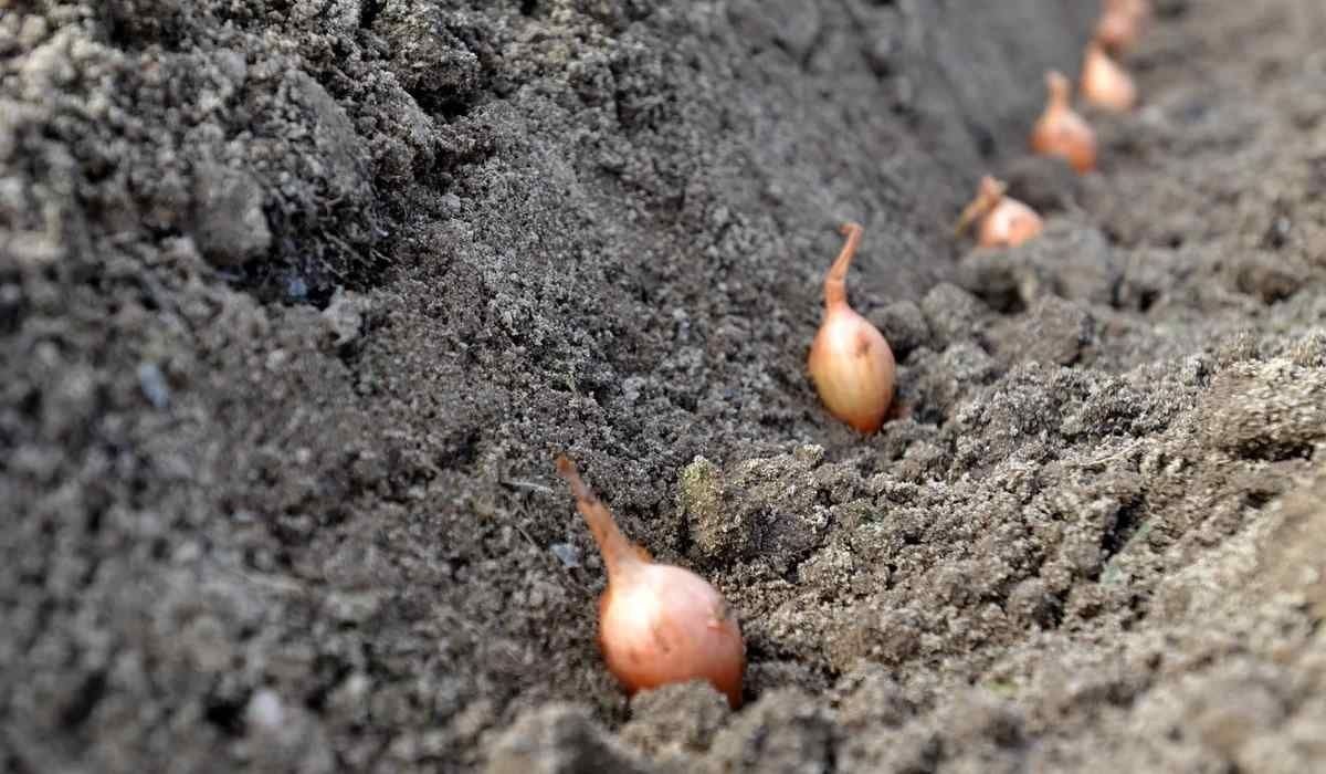 Время для посадки лука очень важно.
