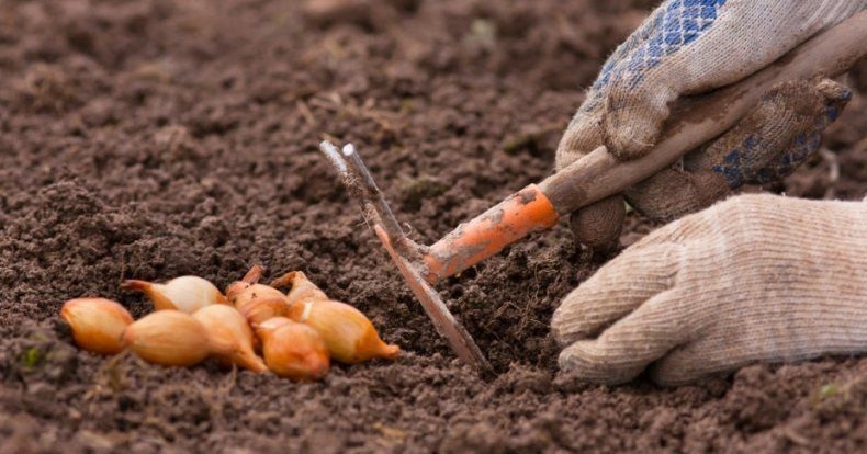 Посадка лука на зиму и уход за ним