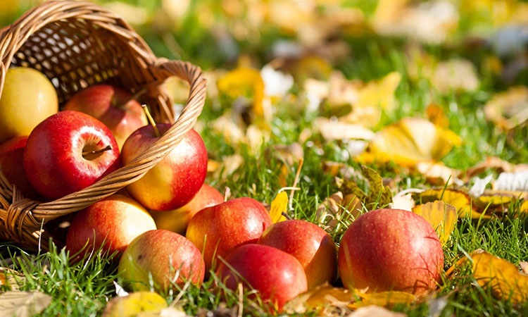 Урожай яблок
