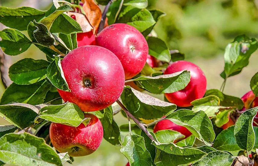 Наиболее полулярные виды подвоев: подвой М.9, подвой М.26, подвой 54-118.