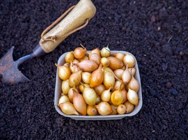 Посев семян лука можно проводить, когда полностью проходит риск ночных заморозков. Посев семян лука можно проводить, когда полностью проходит риск ночных заморозков.