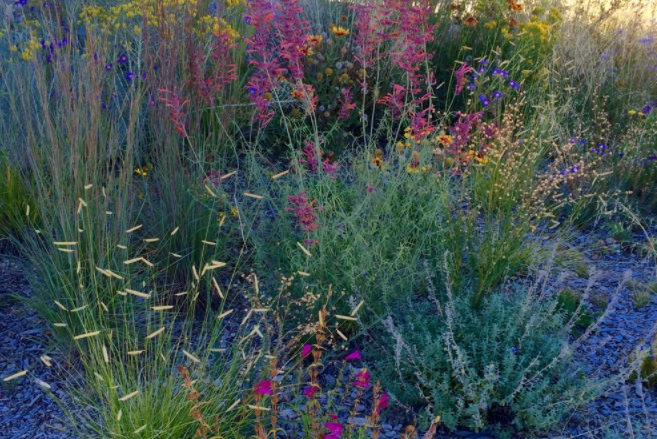 Почва – важная составляющая ксероскейпинга Почва – важная составляющая ксероскейпинга