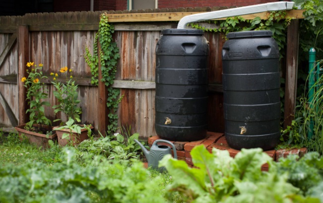 Регулярный полив-залог нормального развития сада. Регулярный полив-залог нормального развития сада.