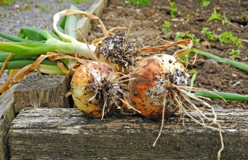 Болезни лука