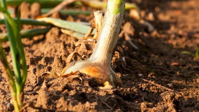 Уплотнения и корковання почвы