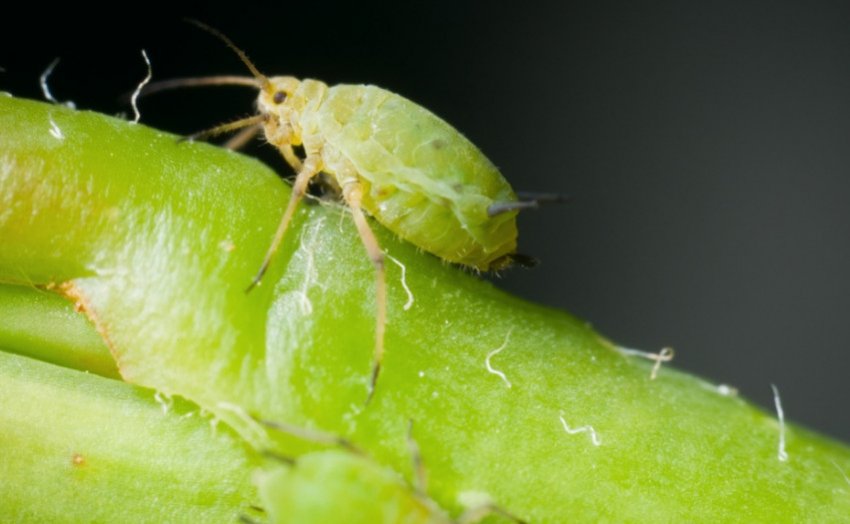 Вредители, которые поражают лук