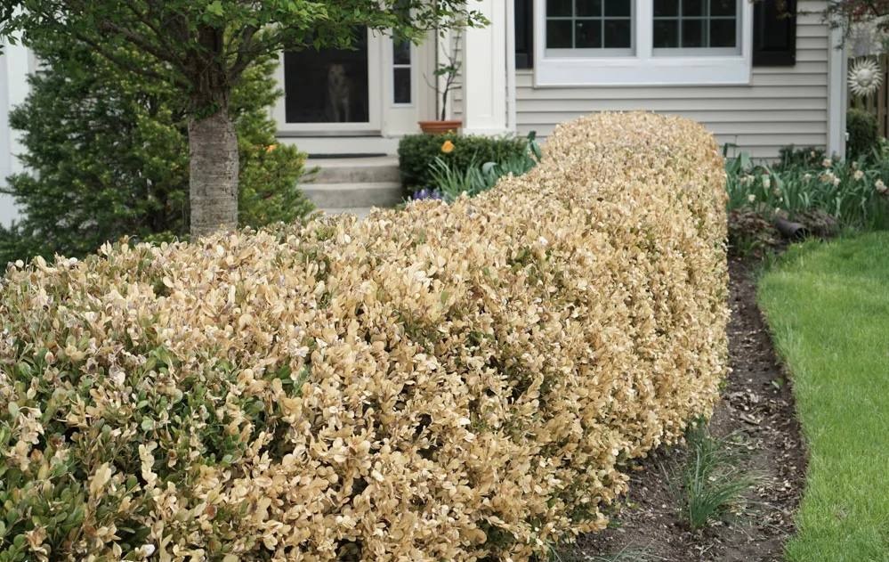 Причины пожелтения самшита после зимы