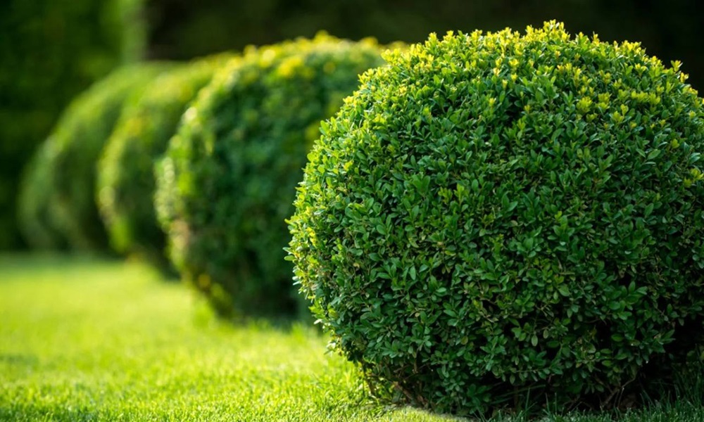 Самшит – декоративный куст